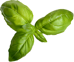 Basil Leaf