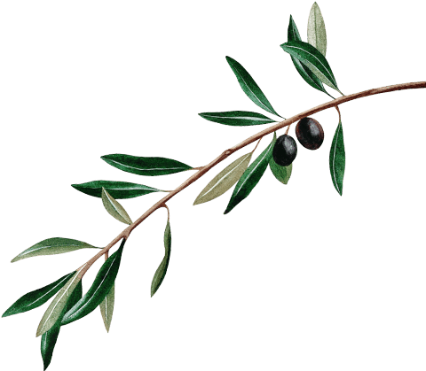 Olive Leaf