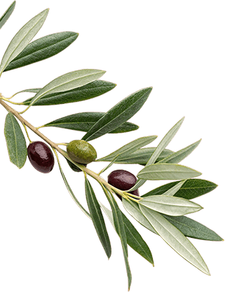 Olive Leaf