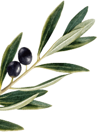 Olive Leaf