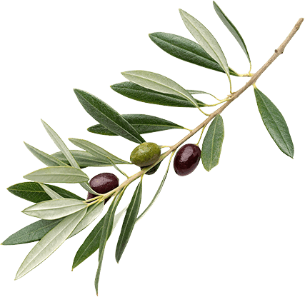 Olive Leaf