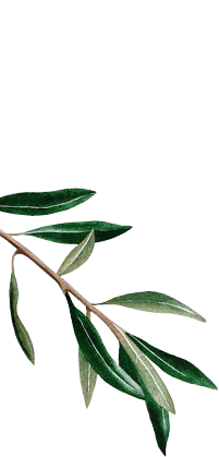 Olive Leaf