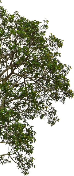 Tree Image